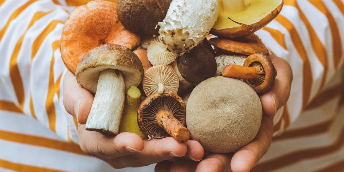 Pilze: gesund und nährstoffreich