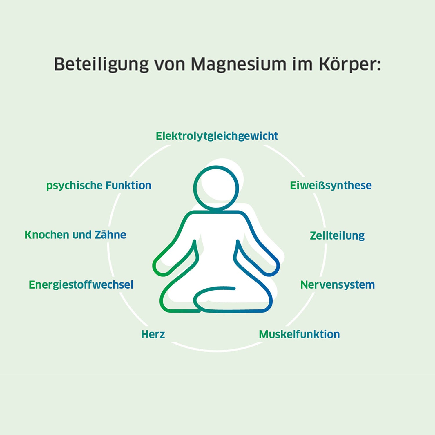 Körperliche Prozesse, an denen Magnesium beteiligt ist, wie Muskelfunktion und Nervensystem